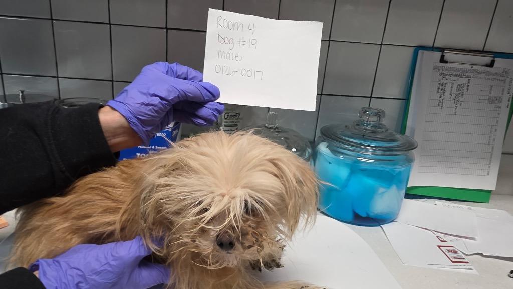 Enlarge Curby, a Adopted Maltese in Huntington, IN image 1/1