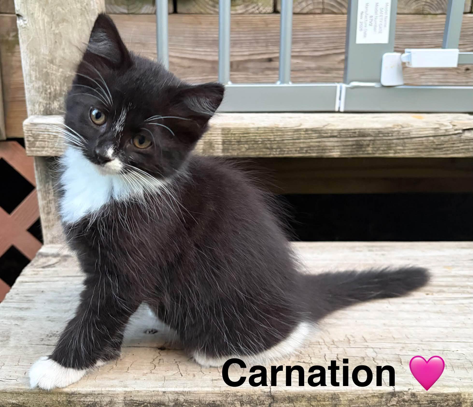 Carnation, Adopted, Kitten Female Tuxedo.