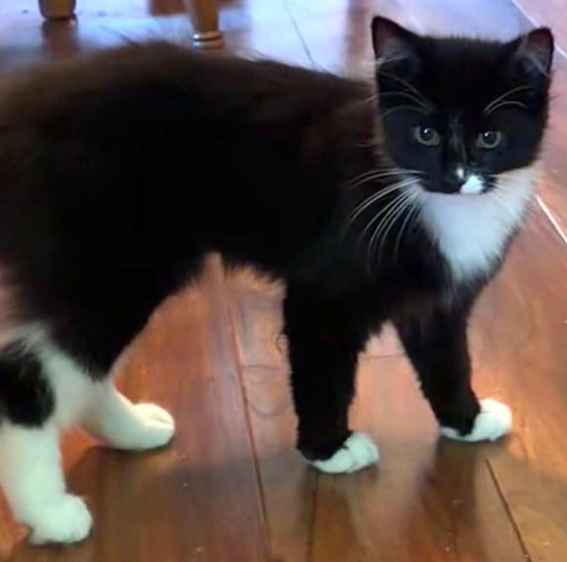 Enlarge Carnation, a Adopted Tuxedo in Beckley, WV image 2/3