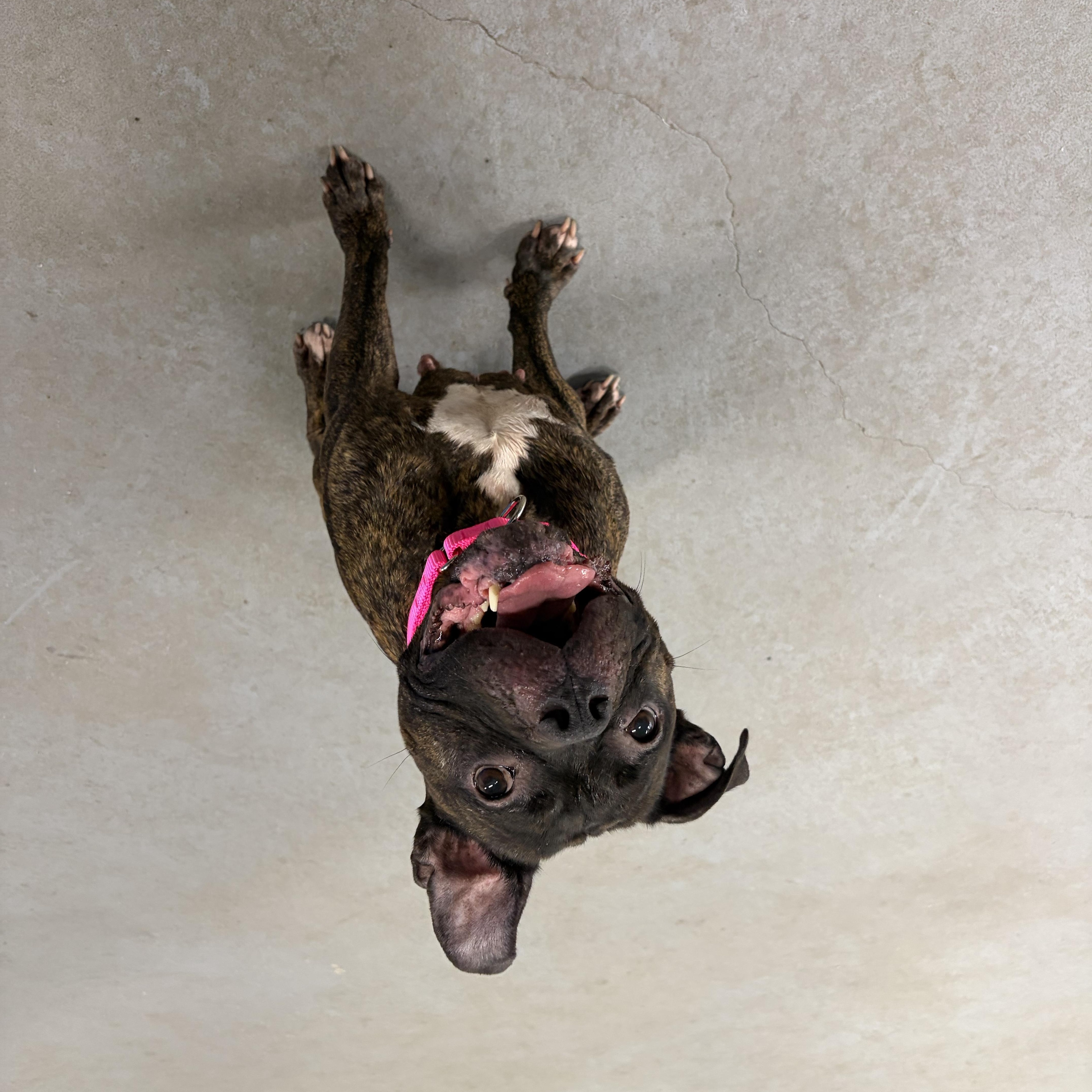 Nora, a ADOPTABLE mixed breed in Cranston, RI image 1/2