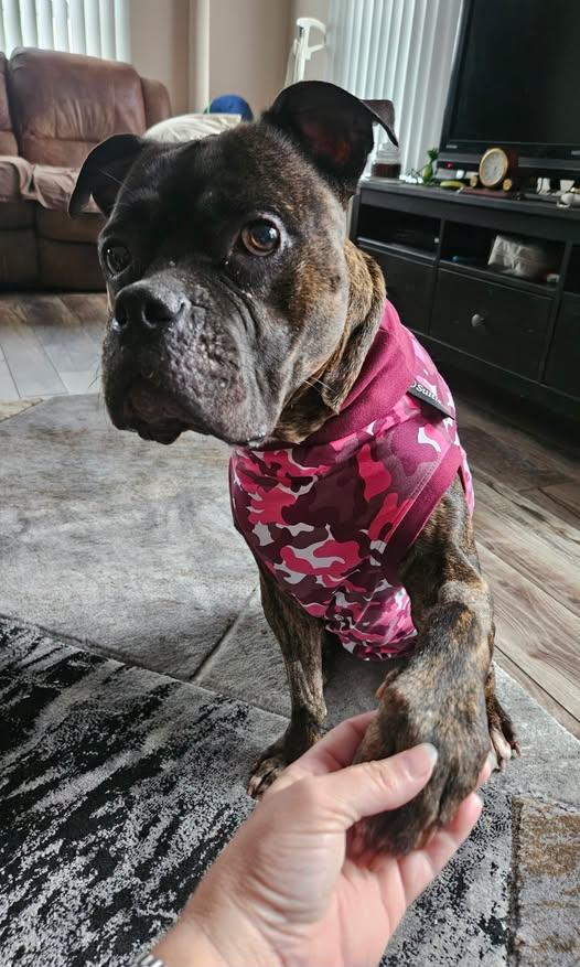 Nora, a ADOPTABLE mixed breed in Cranston, RI image 2/2