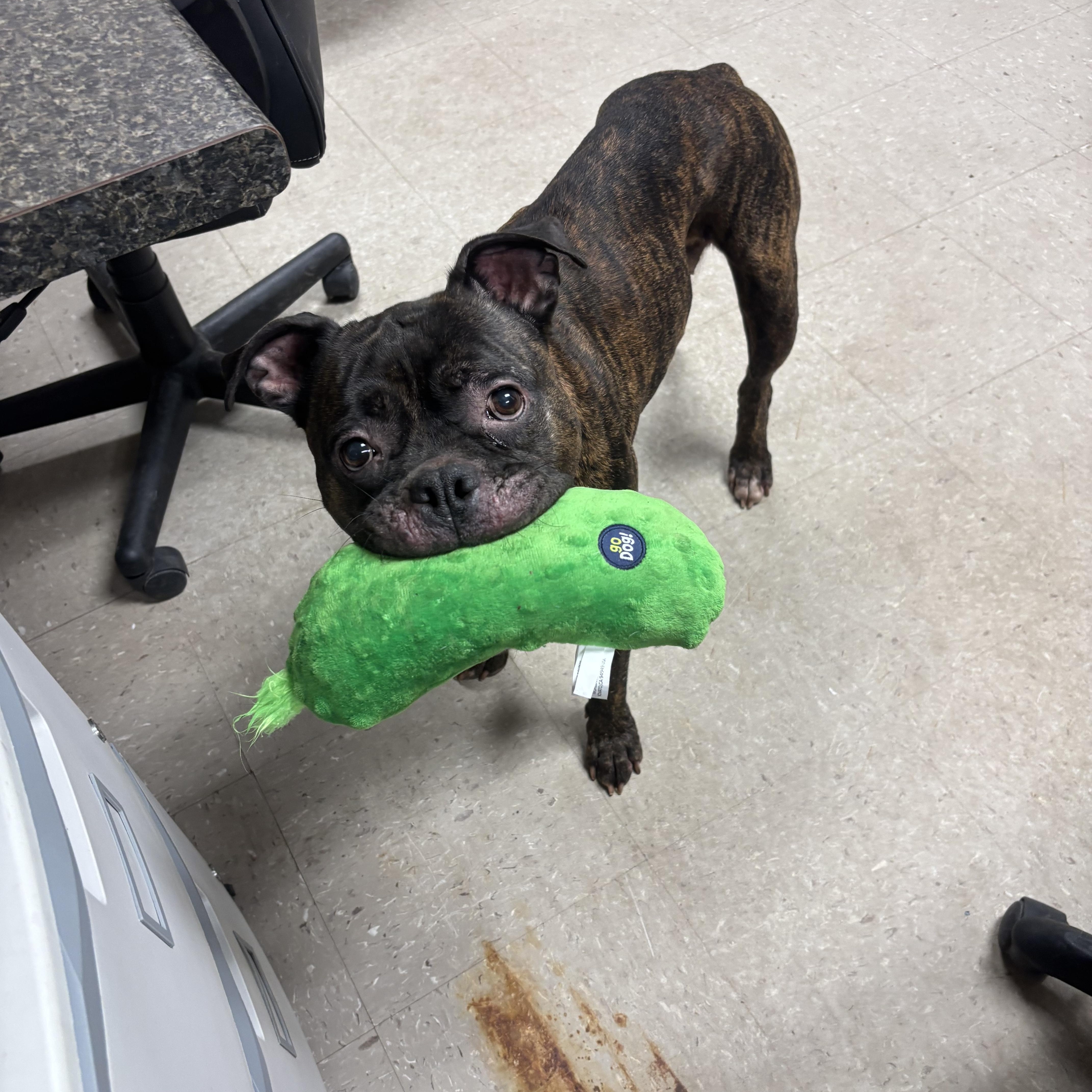 Nora, ADOPTABLE, Adult Female Boxer.