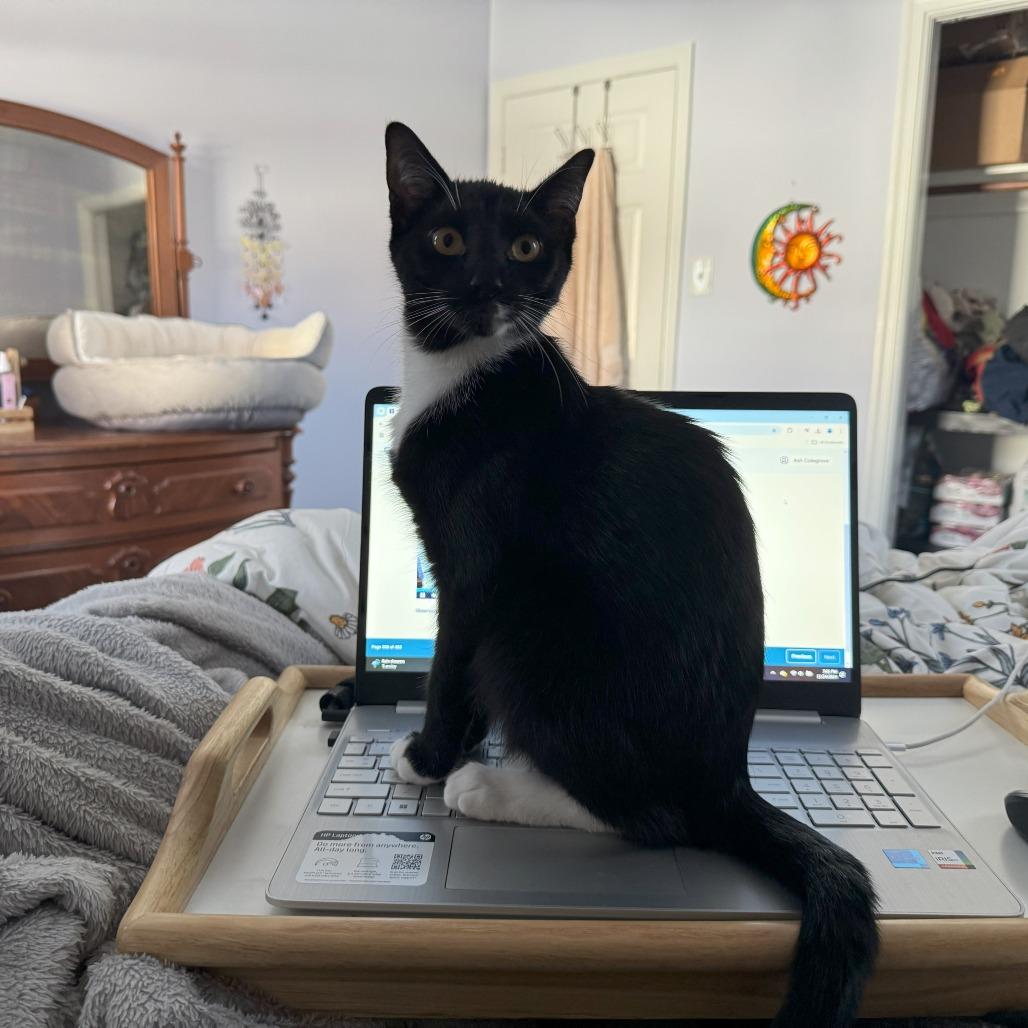 Mickey, Adoptable, Adult Male Domestic Short Hair.