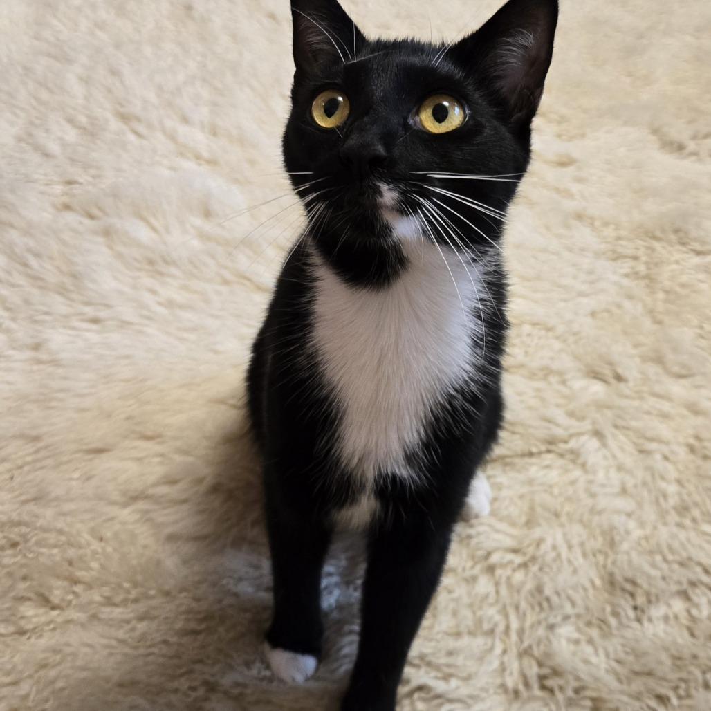 Enlarge Mickey, a Adoptable mixed breed in Richmond, VA image 2/6