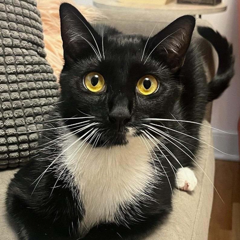 Enlarge Mickey, a Adoptable mixed breed in Richmond, VA image 3/6