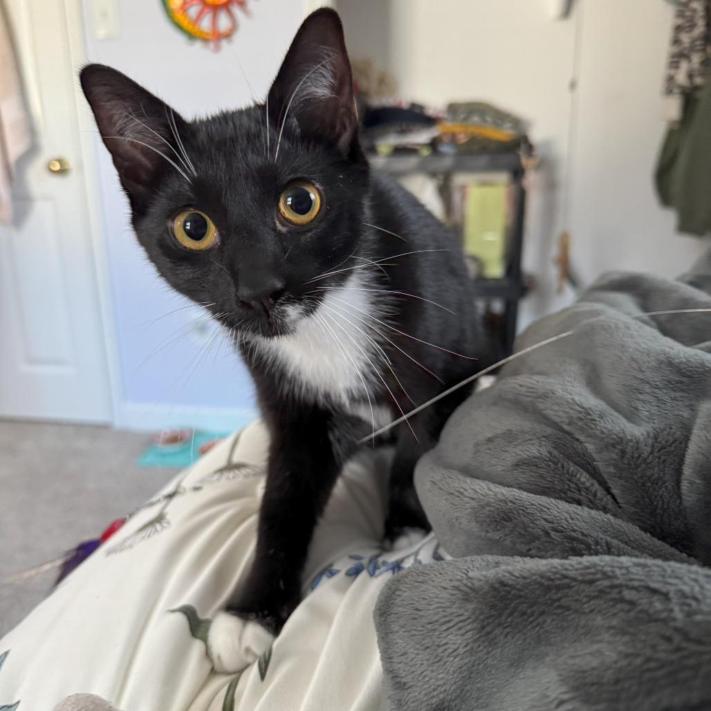 Enlarge Mickey, a Adoptable mixed breed in Richmond, VA image 4/6