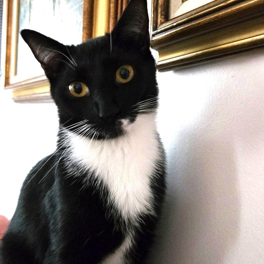 Enlarge Mickey, a Adoptable mixed breed in Richmond, VA image 5/6