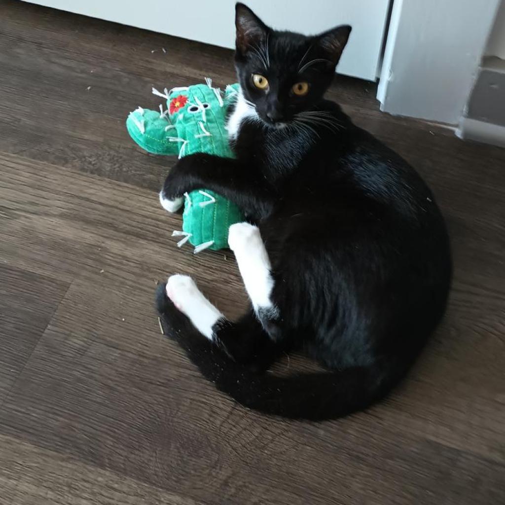 Enlarge Mickey, a Adoptable mixed breed in Richmond, VA image 6/6