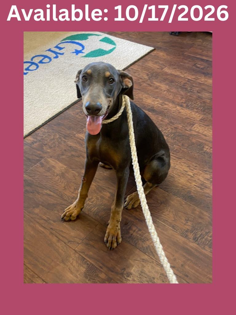 Dog Kennel #2, Adoptable, Puppy Female Doberman Pinscher & Mixed Breed.