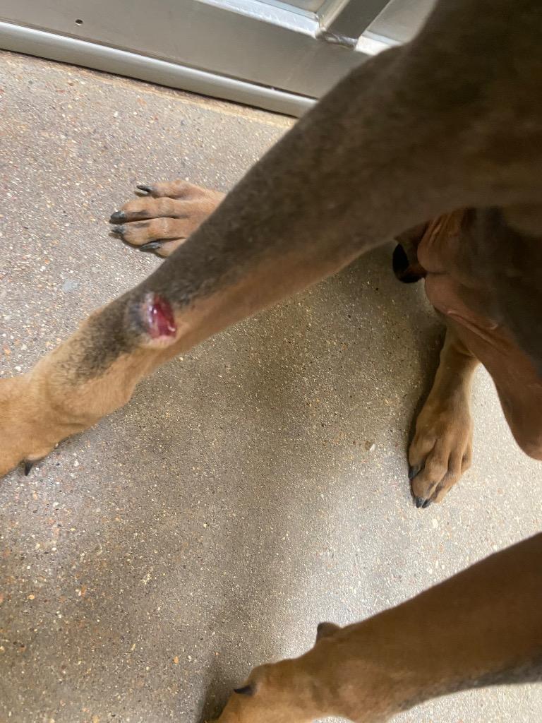 Enlarge Dog Kennel #2, a Adoptable mixed breed in Greenville, TX image 2/3