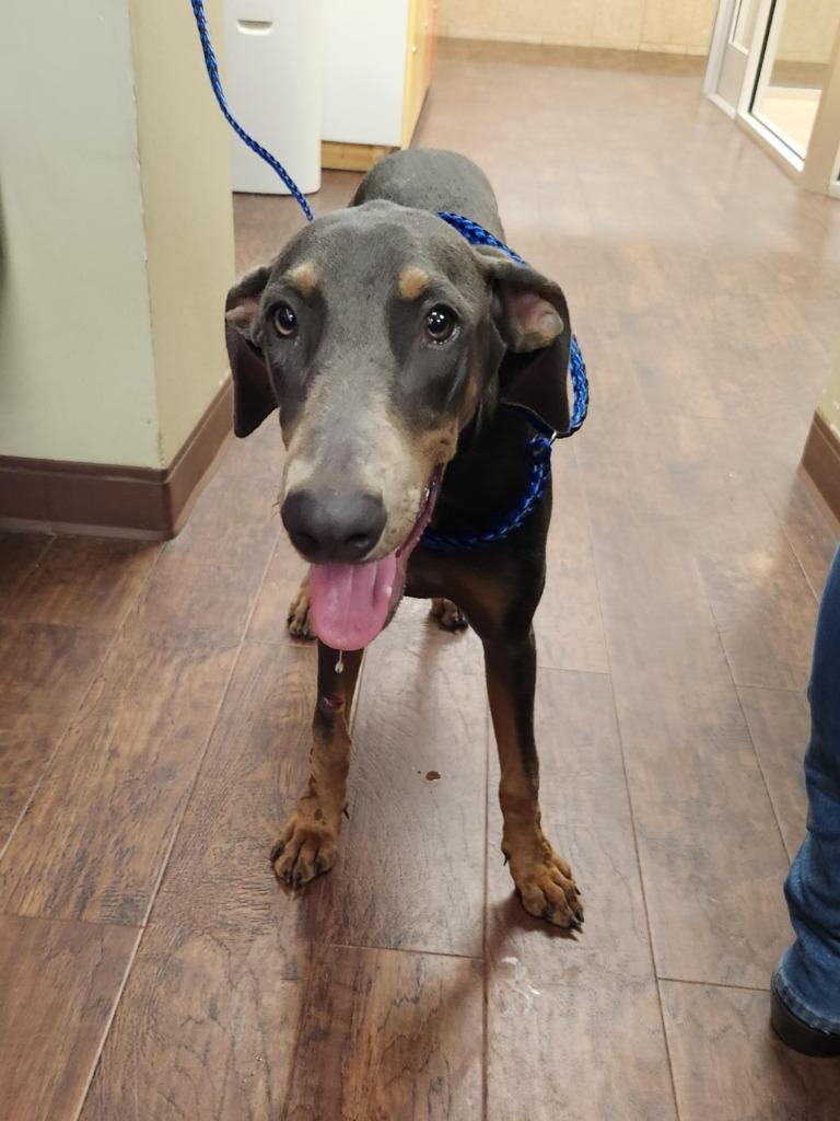 Enlarge Dog Kennel #2, a Adoptable mixed breed in Greenville, TX image 3/3