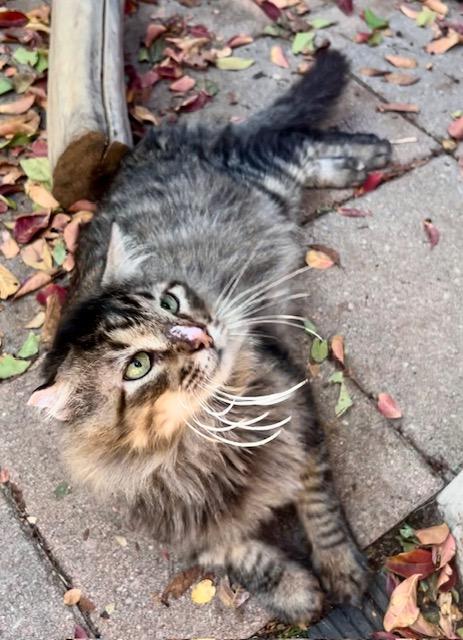 Sylvester - Courtesy Post, a Adoptable mixed breed in Fort Worth, TX image 1/4