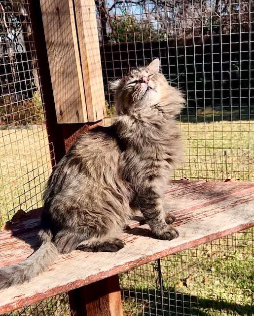 Sylvester - Courtesy Post, Adoptable, Adult Male Domestic Long Hair & Tabby.