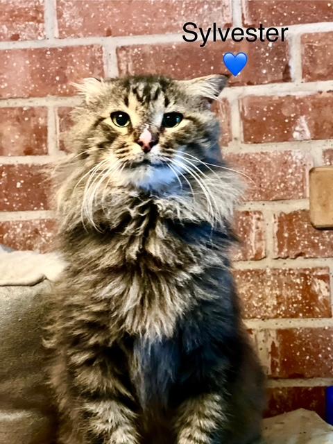 Sylvester - Courtesy Post, Adoptable, Adult Male Domestic Long Hair & Tabby.