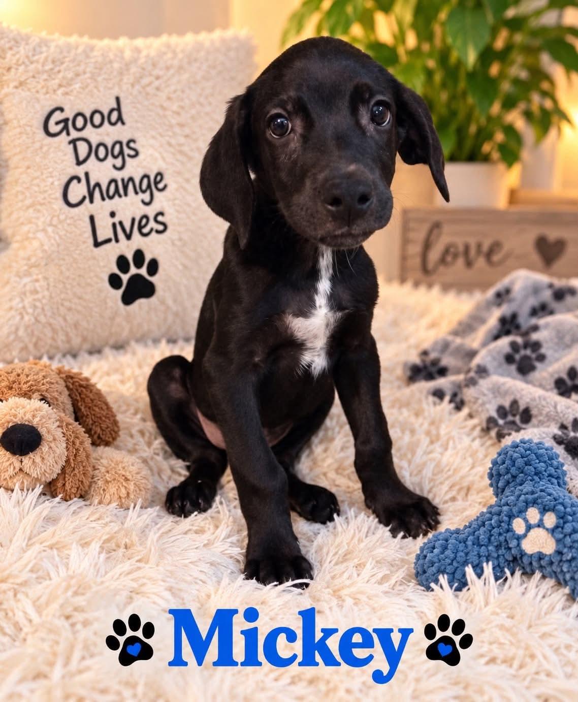 Enlarge Mickey, a Adoptable mixed breed in Walker, LA image 2/6