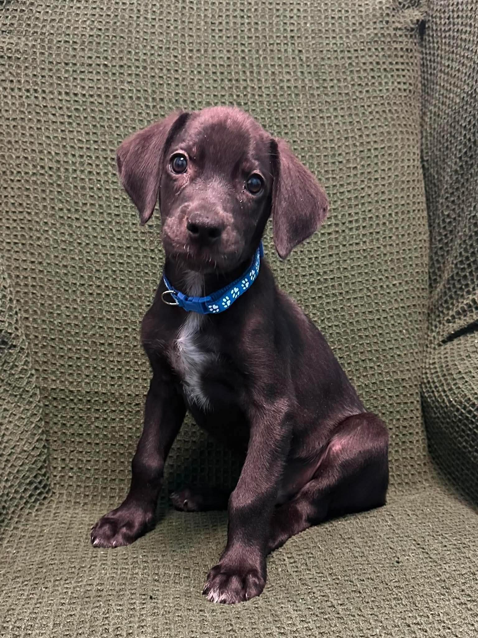 Enlarge Mickey, a Adoptable mixed breed in Walker, LA image 5/6