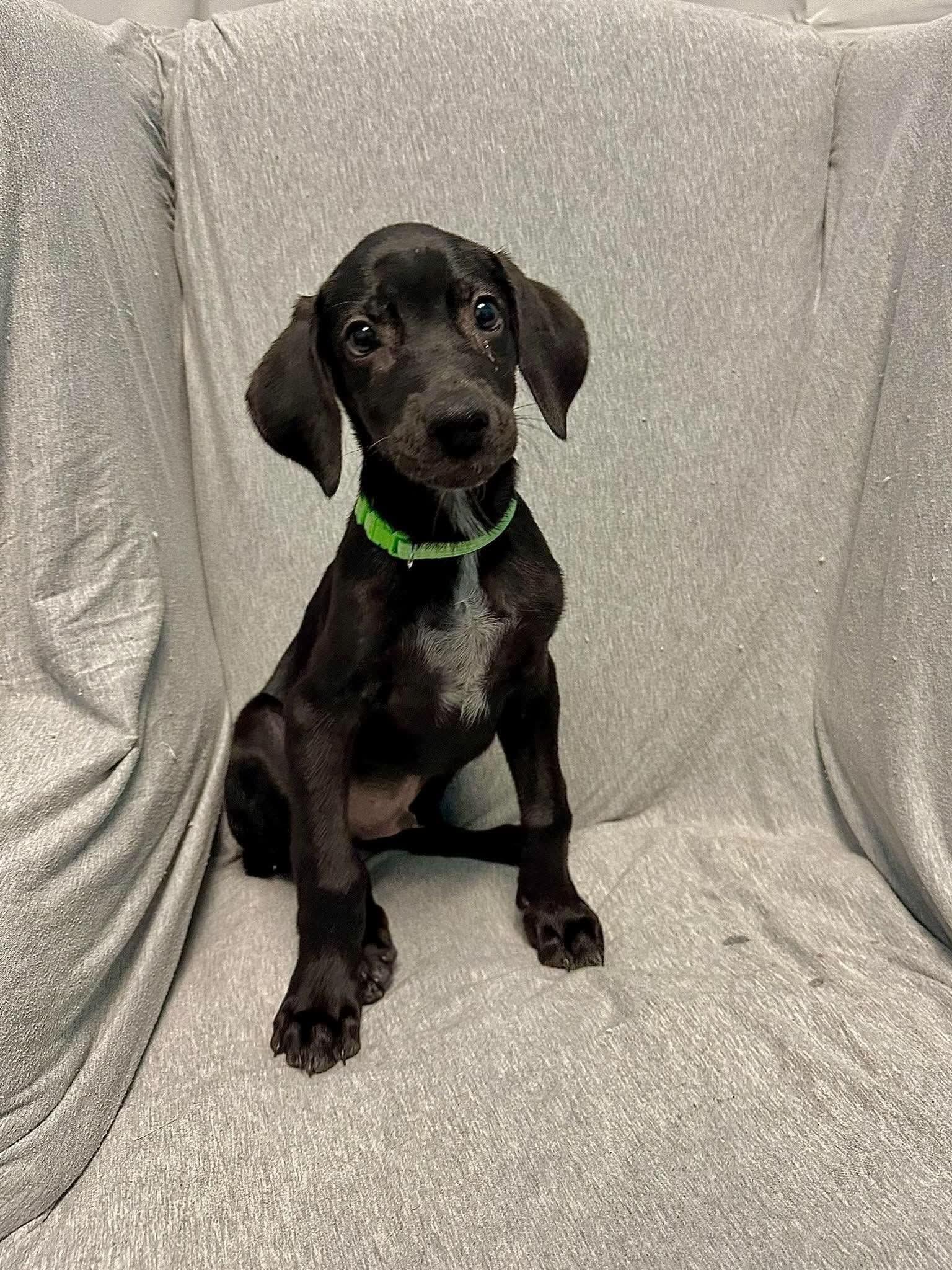 Mickey, Adoptable, Puppy Male Black Labrador Retriever.