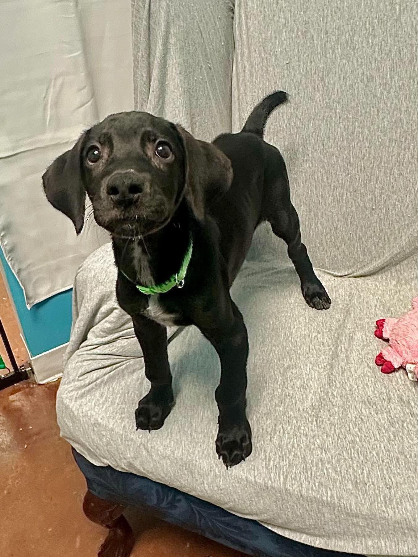 Enlarge Mickey, a Adoptable mixed breed in Walker, LA image 3/6