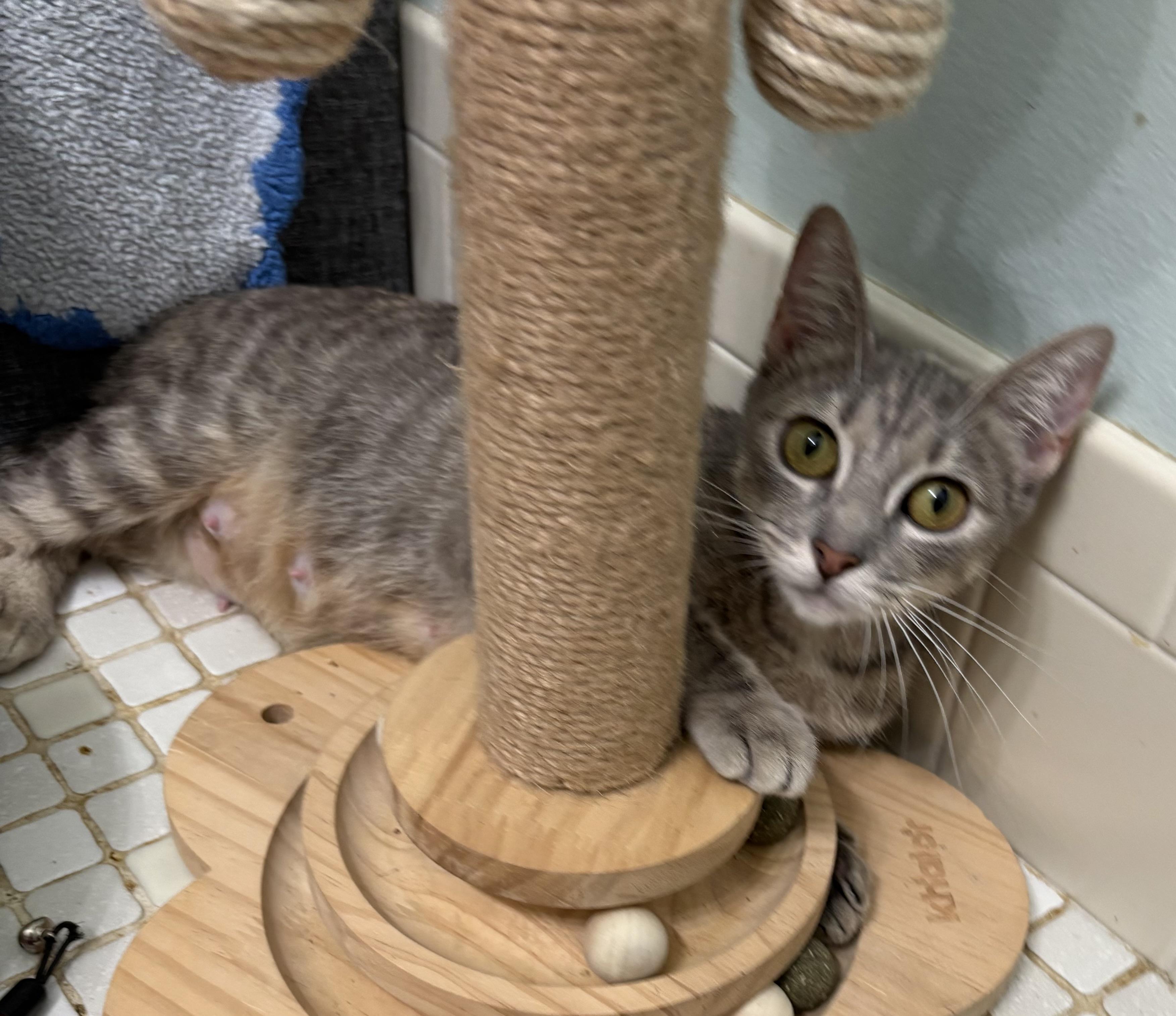 Enlarge Nala, a Adoptable mixed breed in Brooksville, FL image 4/4