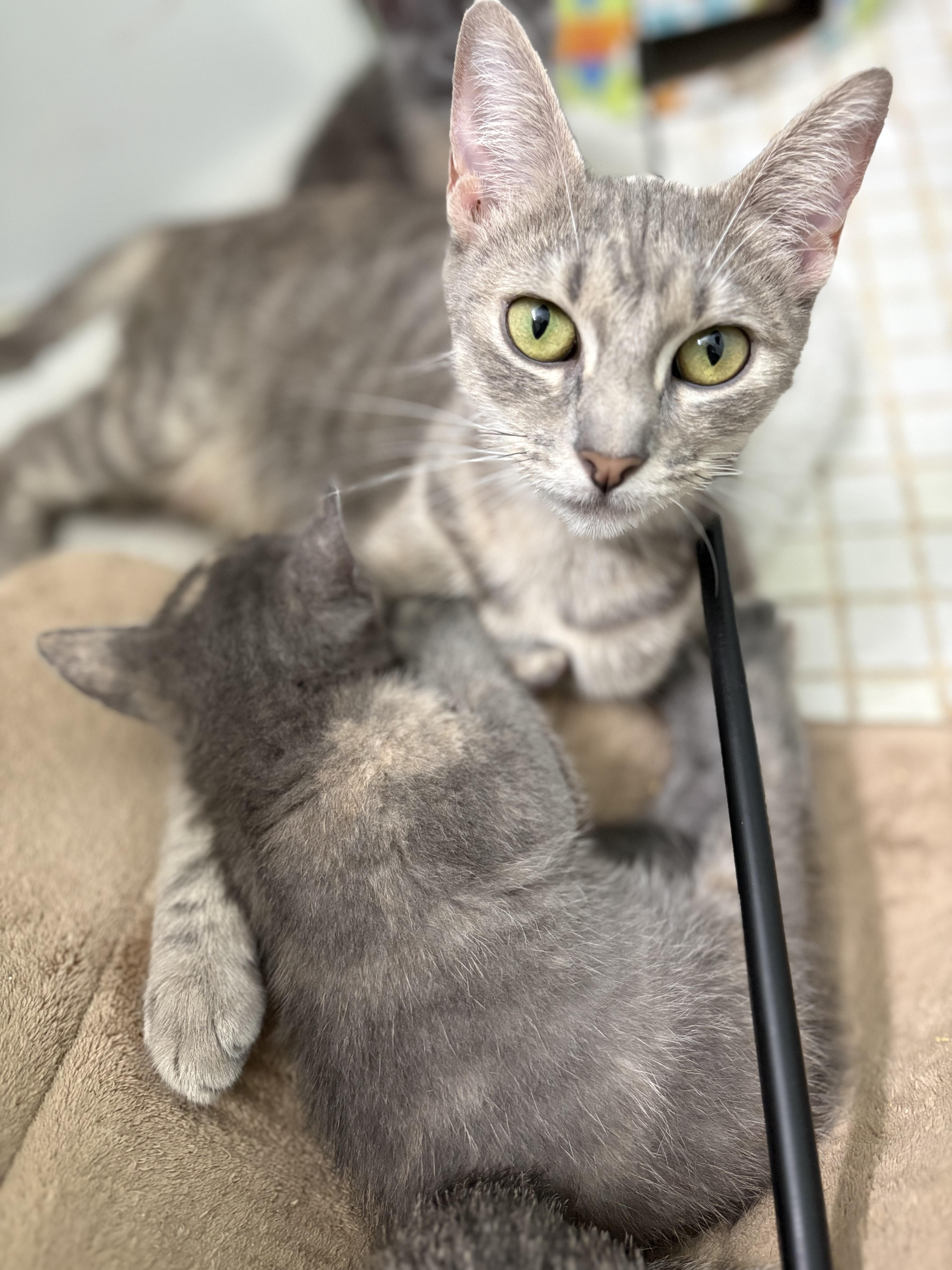 Enlarge Nala, a Adoptable mixed breed in Brooksville, FL image 2/4