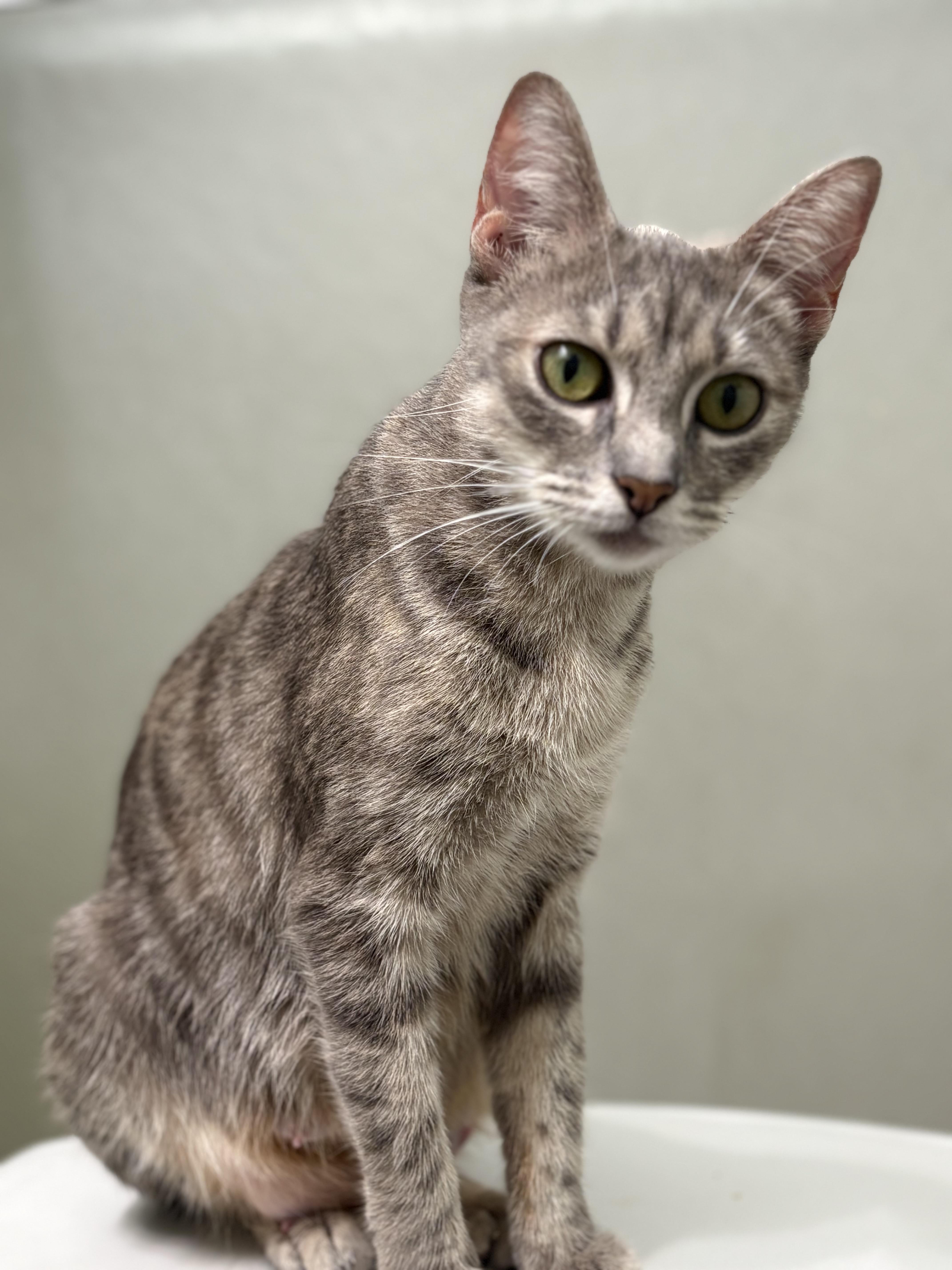 Enlarge Nala, a Adoptable mixed breed in Brooksville, FL image 1/4