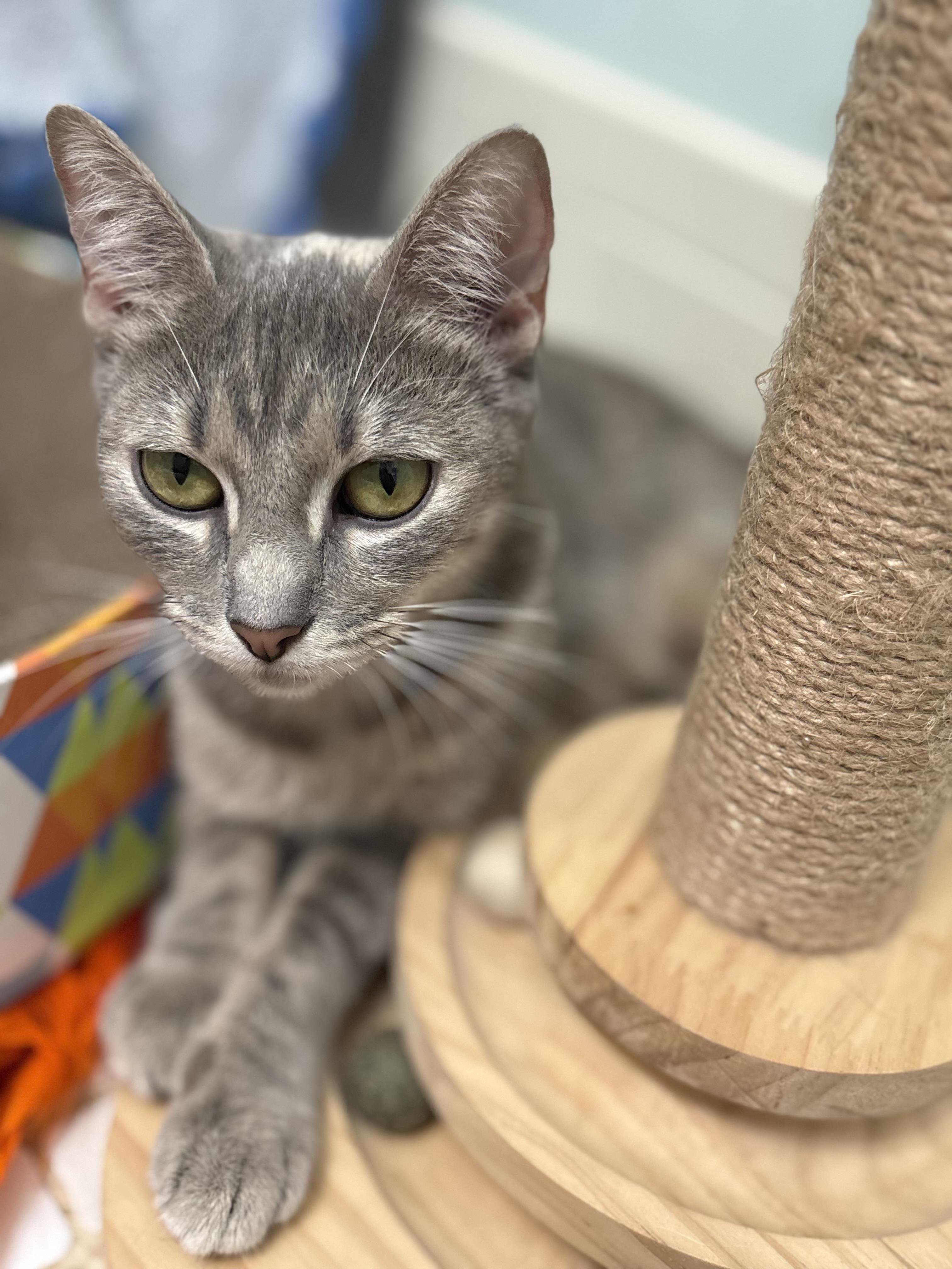 Enlarge Nala, a Adoptable mixed breed in Brooksville, FL image 3/4