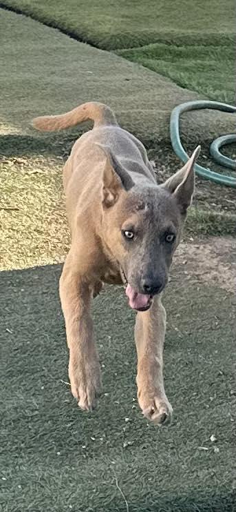 Enlarge Phoenix, a Adoptable mixed breed in Agua Dulce, CA image 4/5