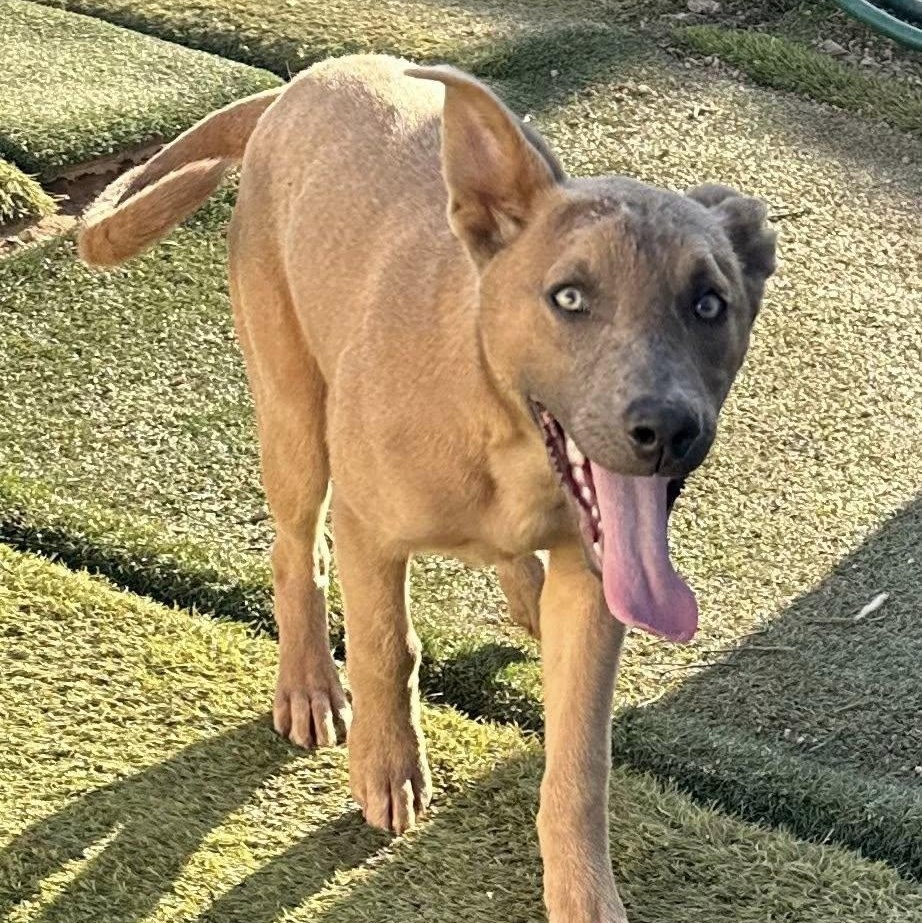 Enlarge Phoenix, a Adoptable mixed breed in Agua Dulce, CA image 1/5