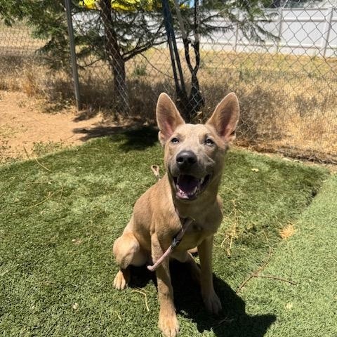 Phoenix, a Adoptable mixed breed in Agua Dulce, CA image 1/6