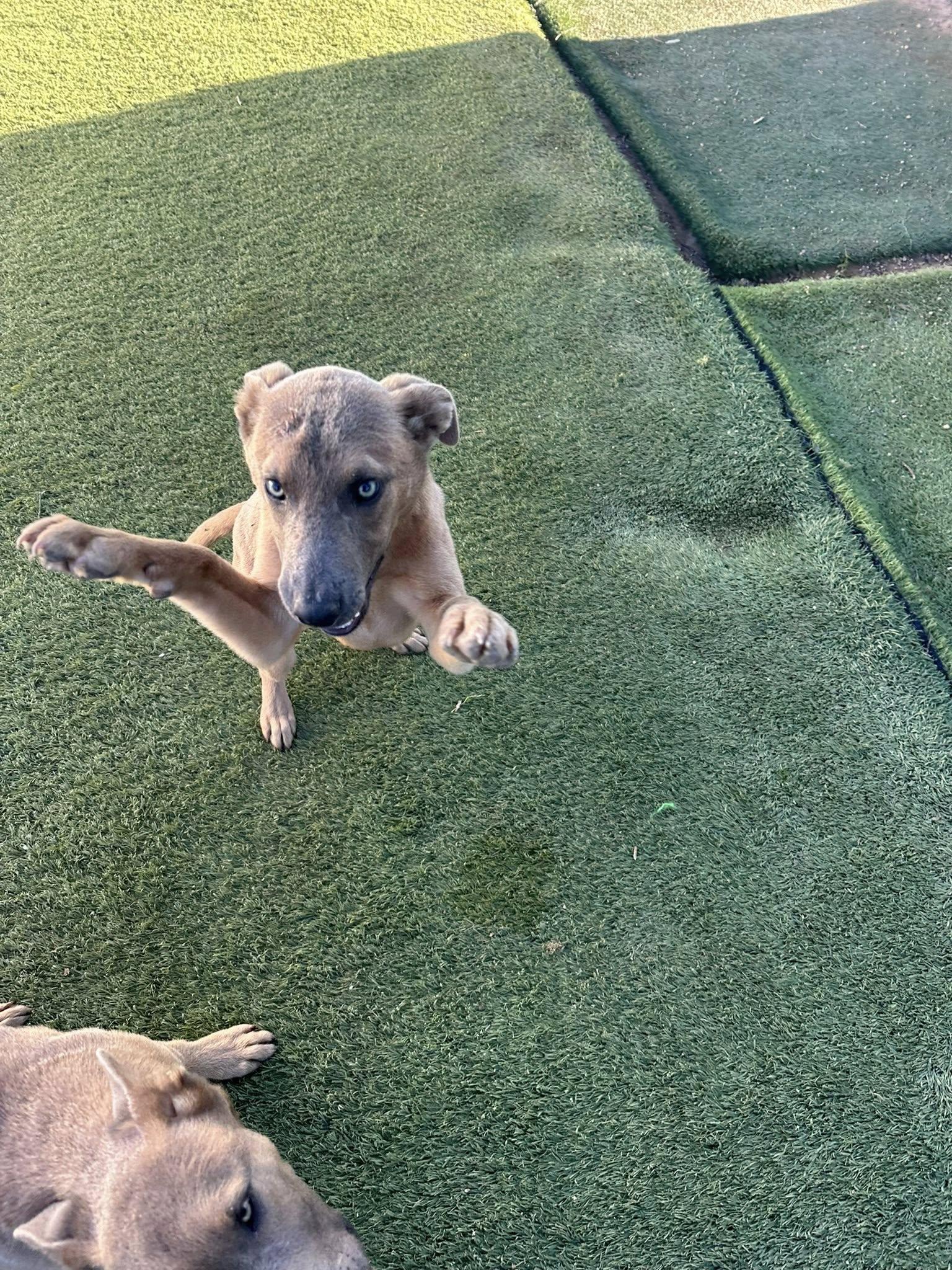 Enlarge Phoenix, a Adoptable mixed breed in Agua Dulce, CA image 5/5