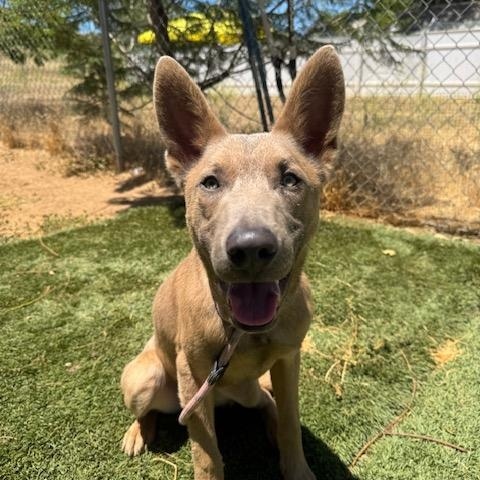 Phoenix, a Adoptable mixed breed in Agua Dulce, CA image 5/6
