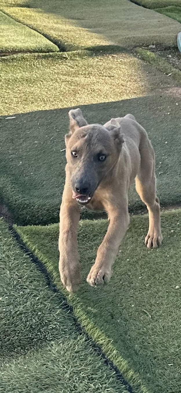 Enlarge Phoenix, a Adoptable mixed breed in Agua Dulce, CA image 3/5