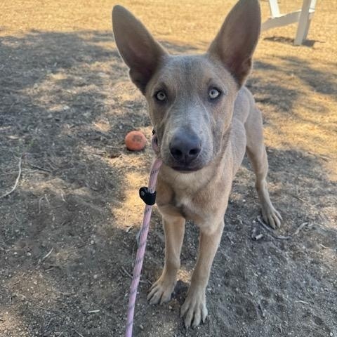 Phoenix, a Adoptable mixed breed in Agua Dulce, CA image 4/6
