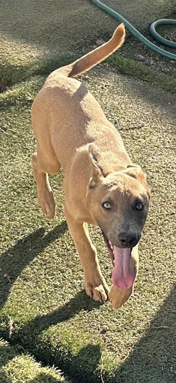 Enlarge Phoenix, a Adoptable mixed breed in Agua Dulce, CA image 2/5