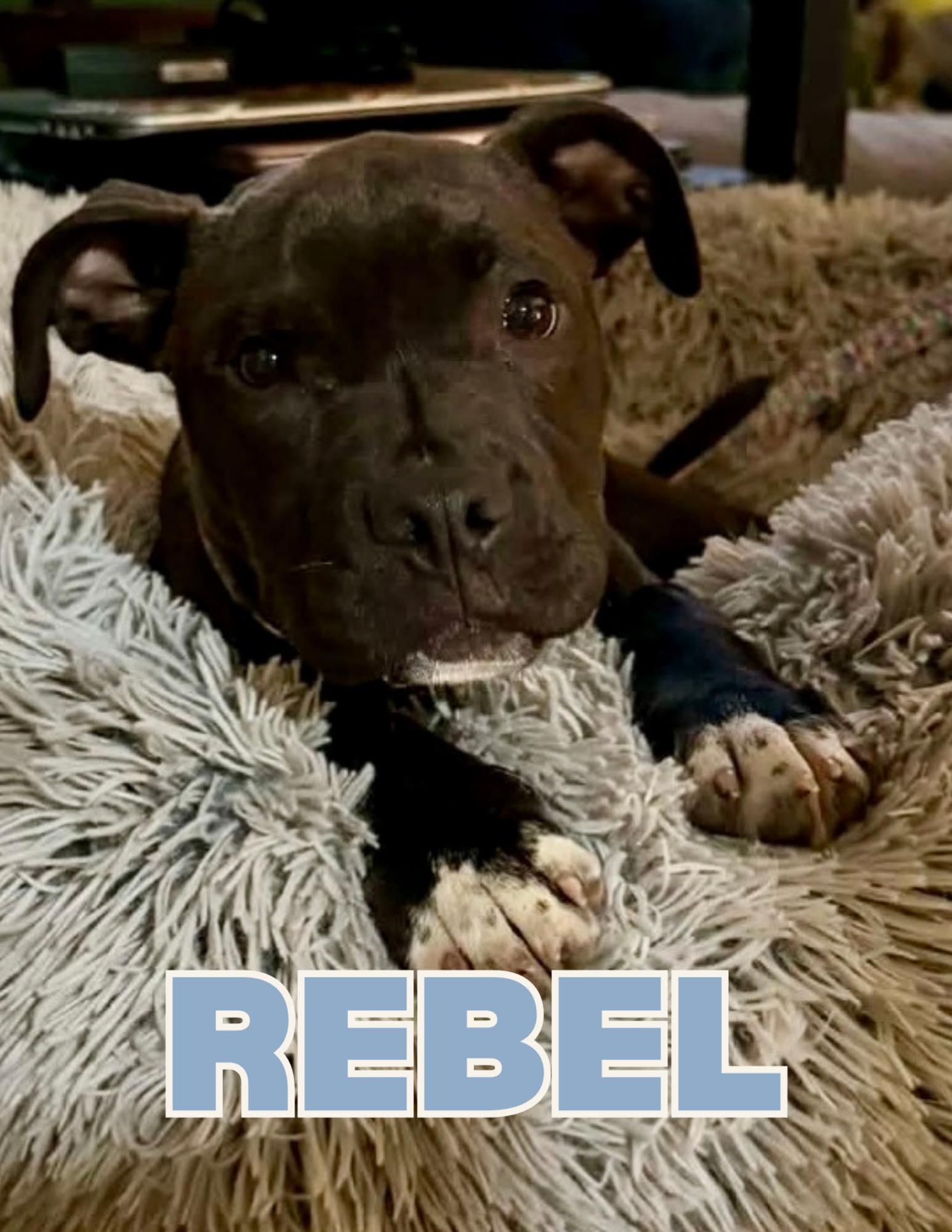 Enlarge Rebel, a ADOPTABLE mixed breed in Shalimar, FL image 2/2