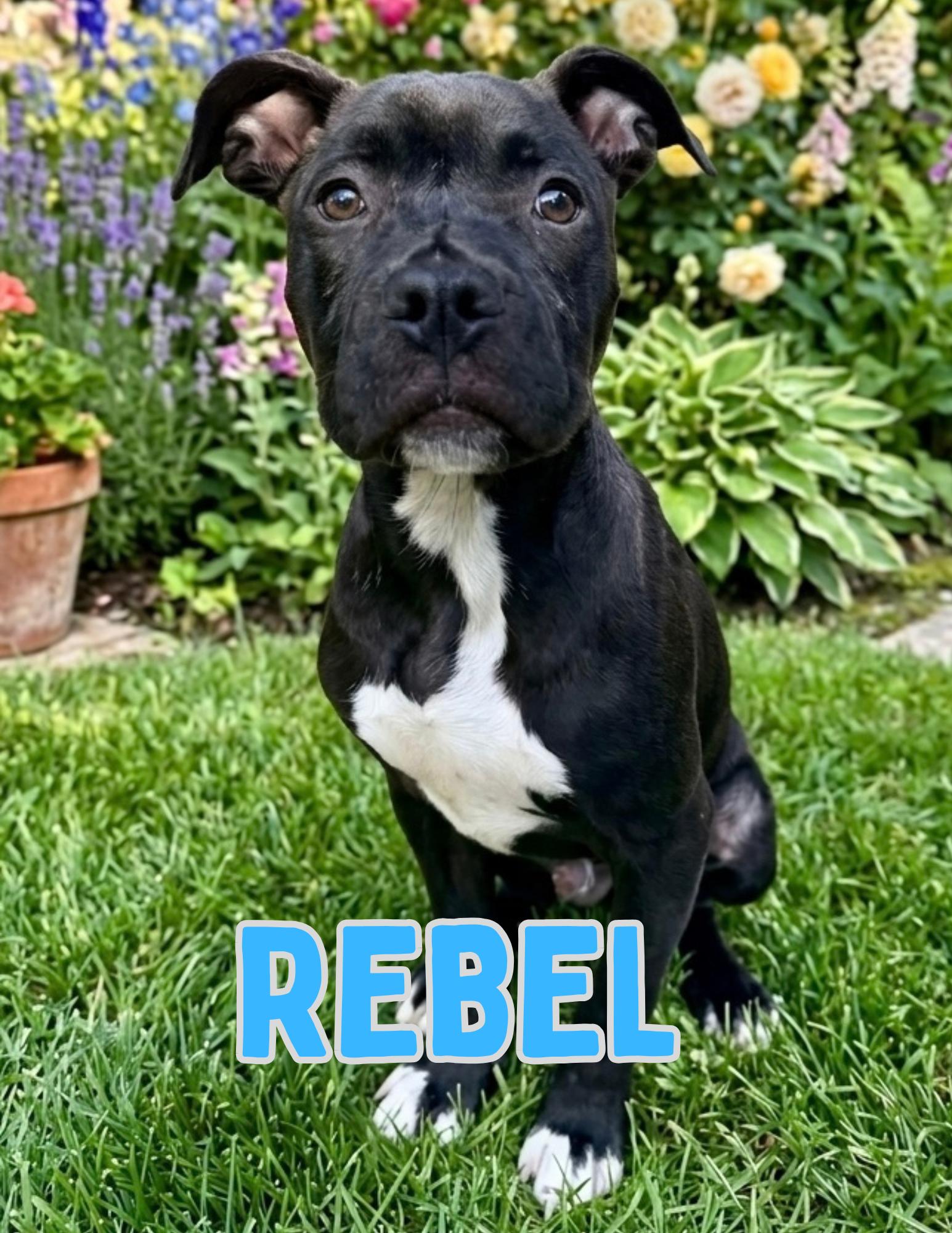 Enlarge Rebel, a ADOPTABLE mixed breed in Shalimar, FL image 1/2