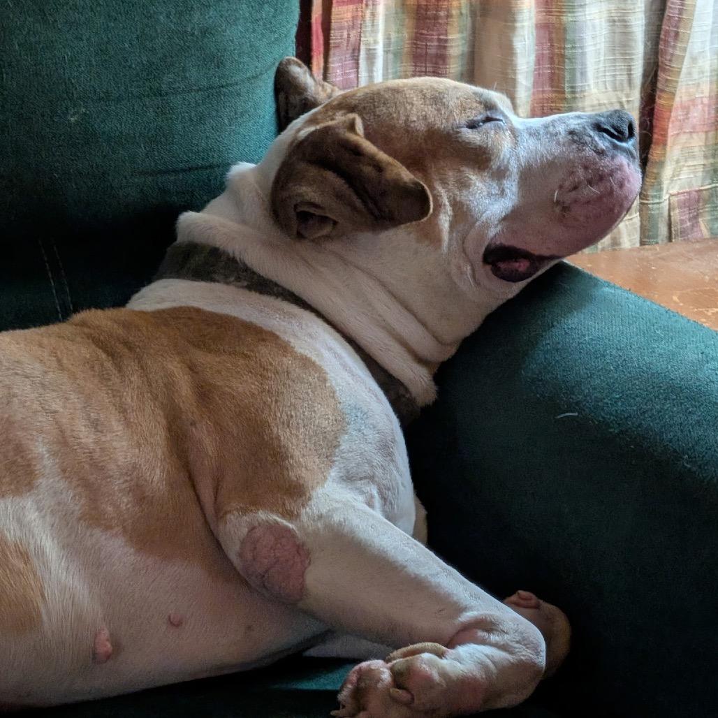 Enlarge Mike Box, a Adoptable mixed breed in Reisterstown, MD image 2/6