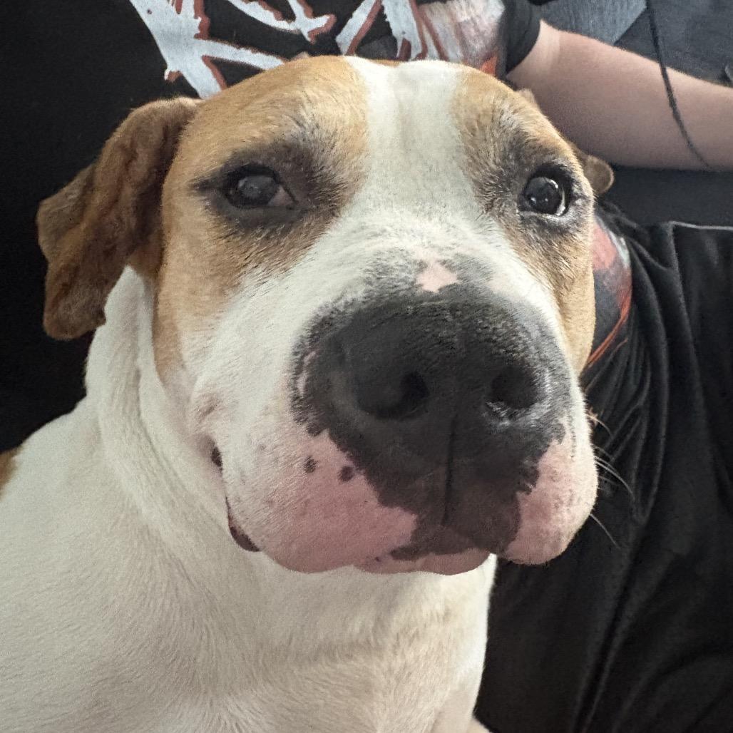Enlarge Mike Box, a Adoptable mixed breed in Reisterstown, MD image 3/6
