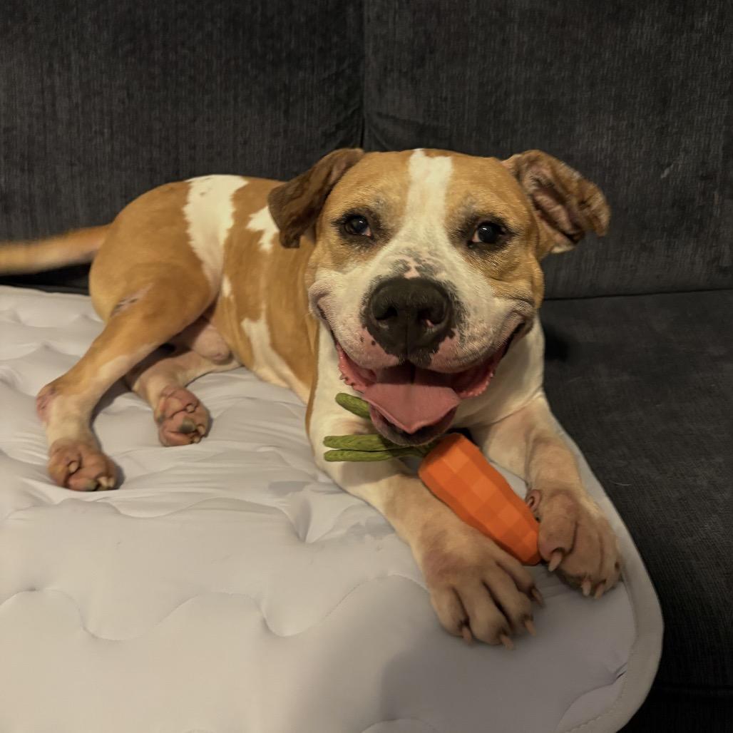 Enlarge Mike Box, a Adoptable mixed breed in Reisterstown, MD image 4/6