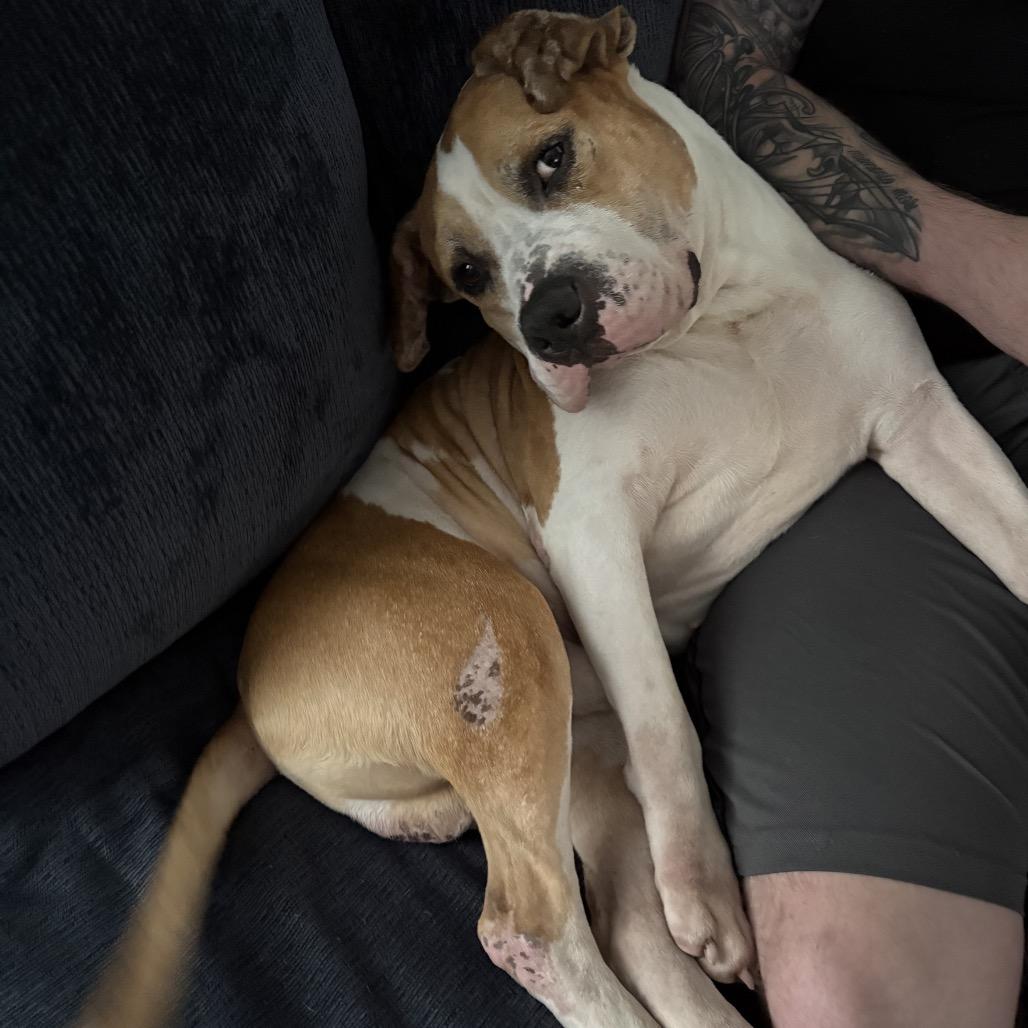Enlarge Mike Box, a Adoptable mixed breed in Reisterstown, MD image 5/6