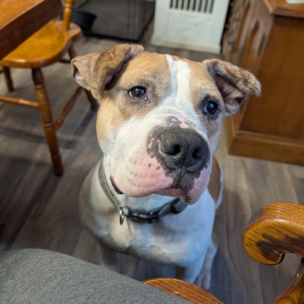 Enlarge Mike Box, a Adoptable mixed breed in Reisterstown, MD image 6/6
