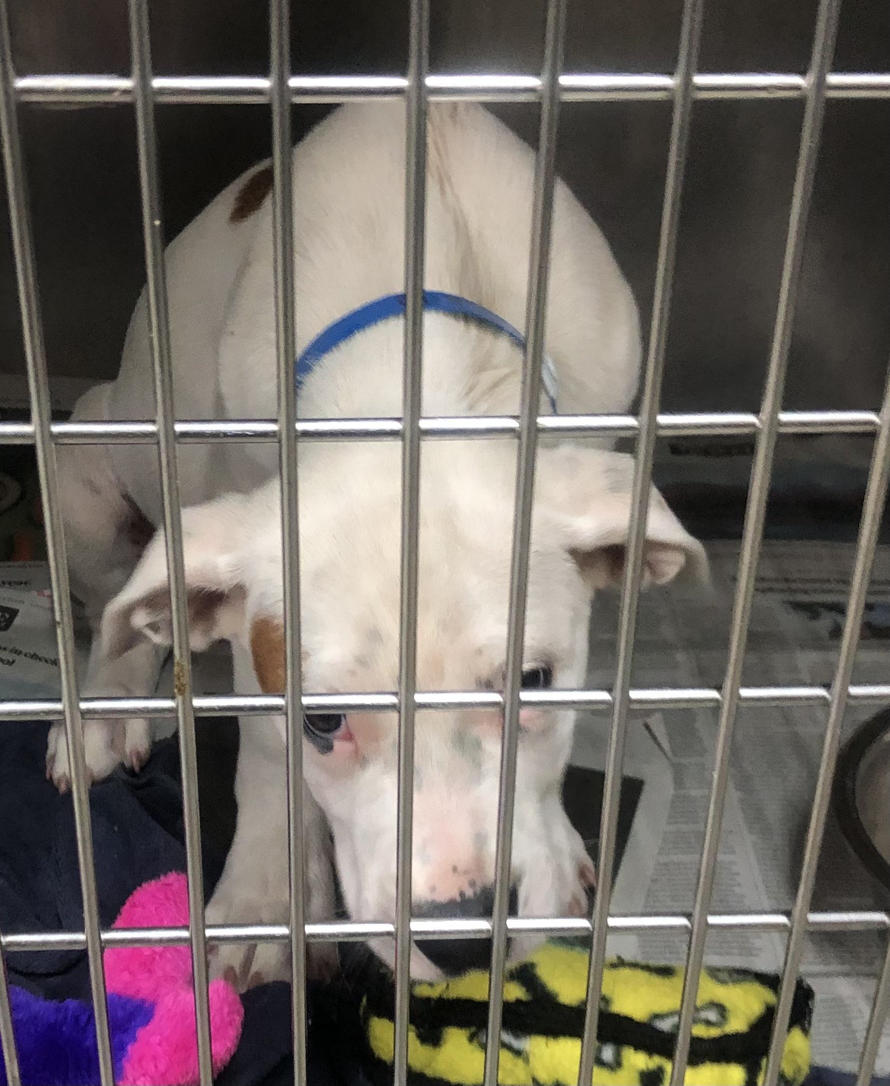 Kilo, Adoptable, Puppy Male Mixed Breed.