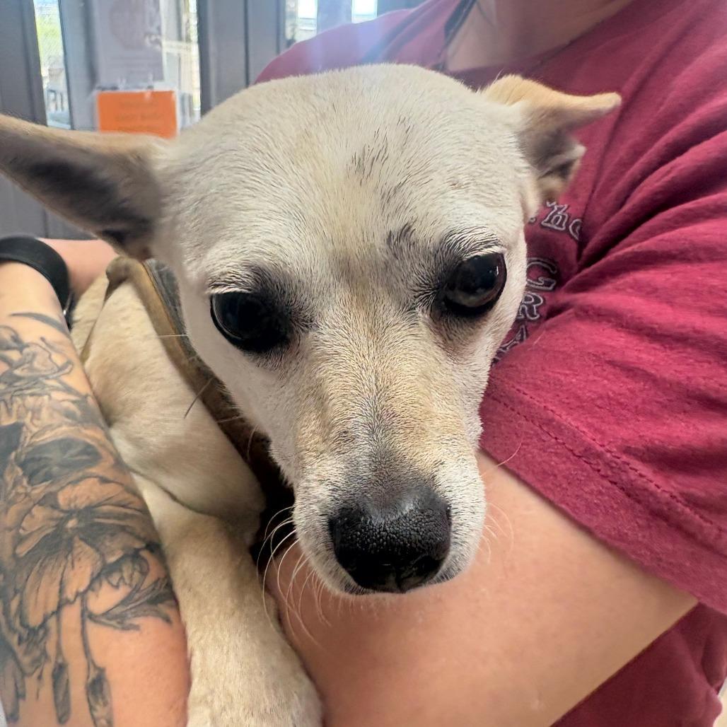 Carla, Adoptable, Adult Female Chihuahua.