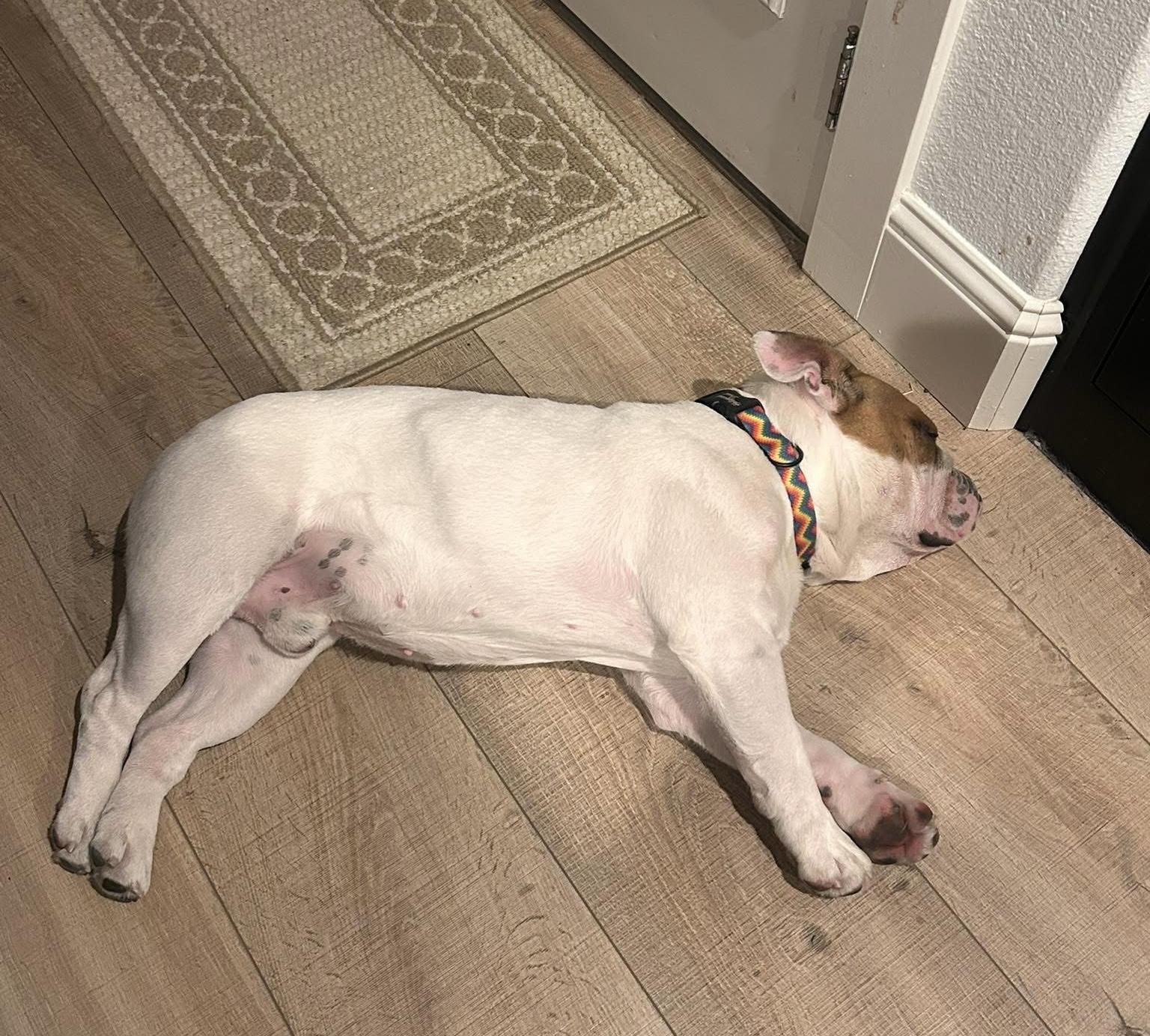 Enlarge Winston, a ADOPTABLE English Bulldog in Carrollton, TX image 4/6