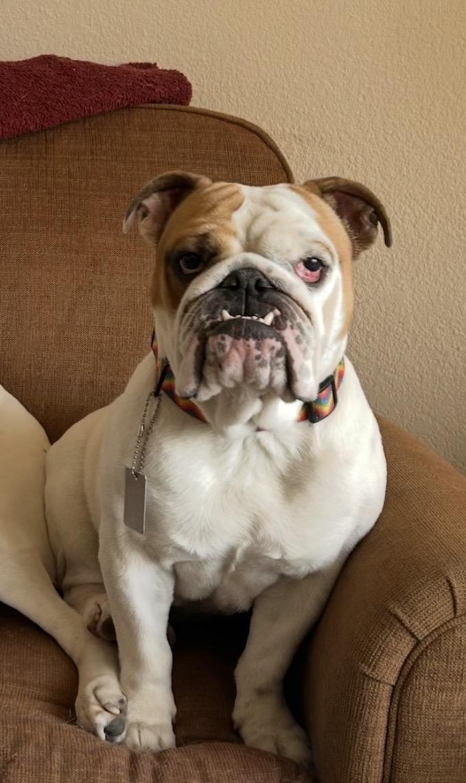 Enlarge Winston, a ADOPTABLE English Bulldog in Carrollton, TX image 1/6