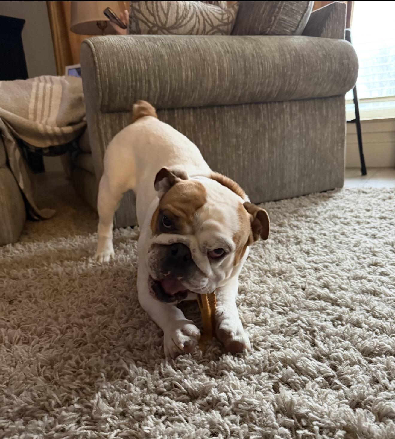 Enlarge Winston, a ADOPTABLE English Bulldog in Carrollton, TX image 6/6