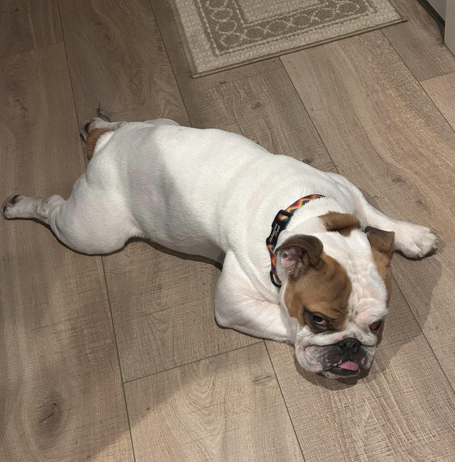 Enlarge Winston, a ADOPTABLE English Bulldog in Carrollton, TX image 3/6