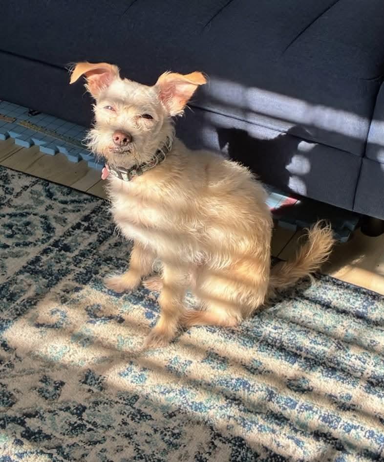 Enlarge Keebler (FEE SPONSORED), a Adoptable mixed breed in Portland, ME image 5/6
