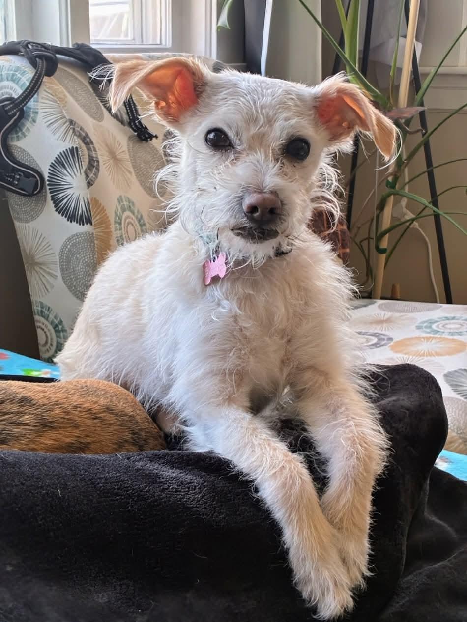 Enlarge Keebler (FEE SPONSORED), a Adoptable mixed breed in Portland, ME image 1/6