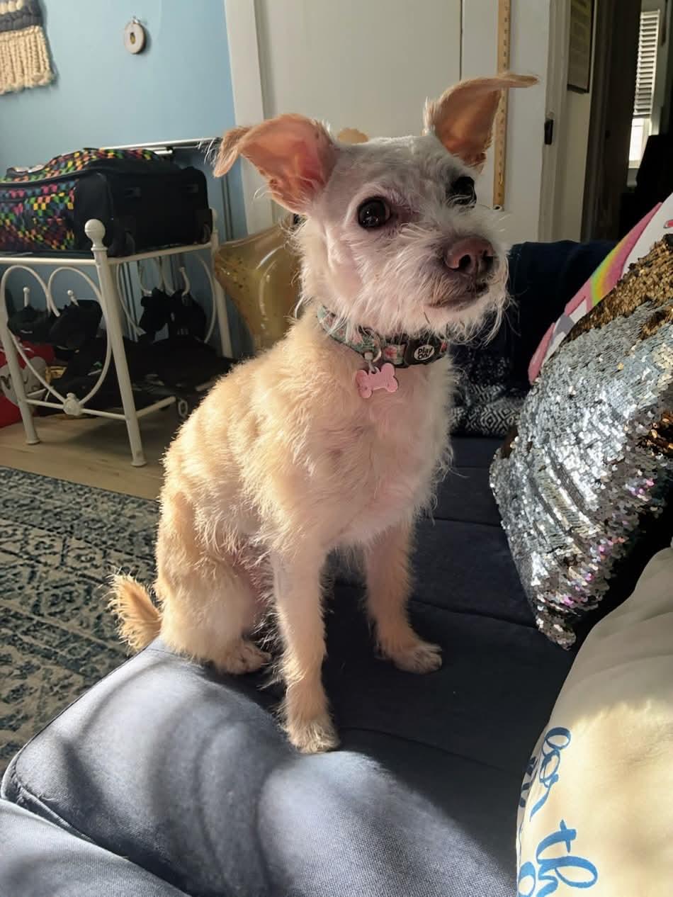 Enlarge Keebler (FEE SPONSORED), a Adoptable mixed breed in Portland, ME image 2/6
